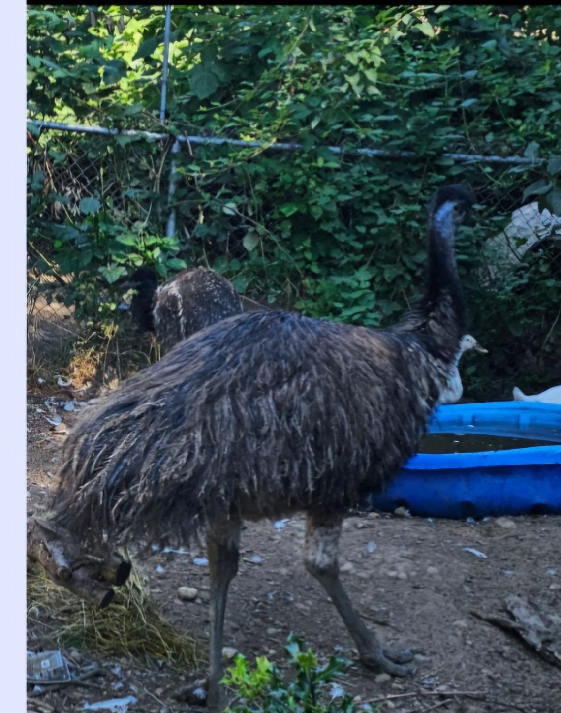 An undated photo of an emu, seen in the foreground, that was discovered to be missing from a Puyallup-area family’s home on Saturday, Aug. 31, 2024