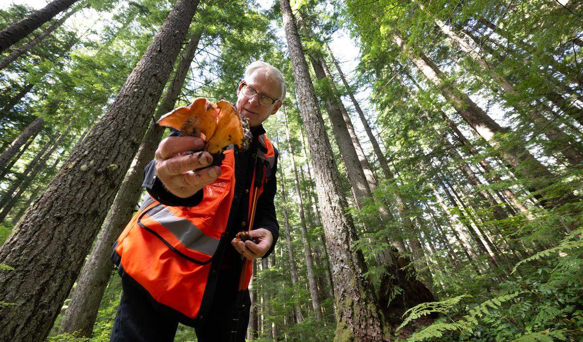 Gene Turner with edible wild lobster mushrooms he collected during a foray in the Elbe Hills State Forest east of Elbe, Washington, on Wednesday, Oct. 2, 2024.