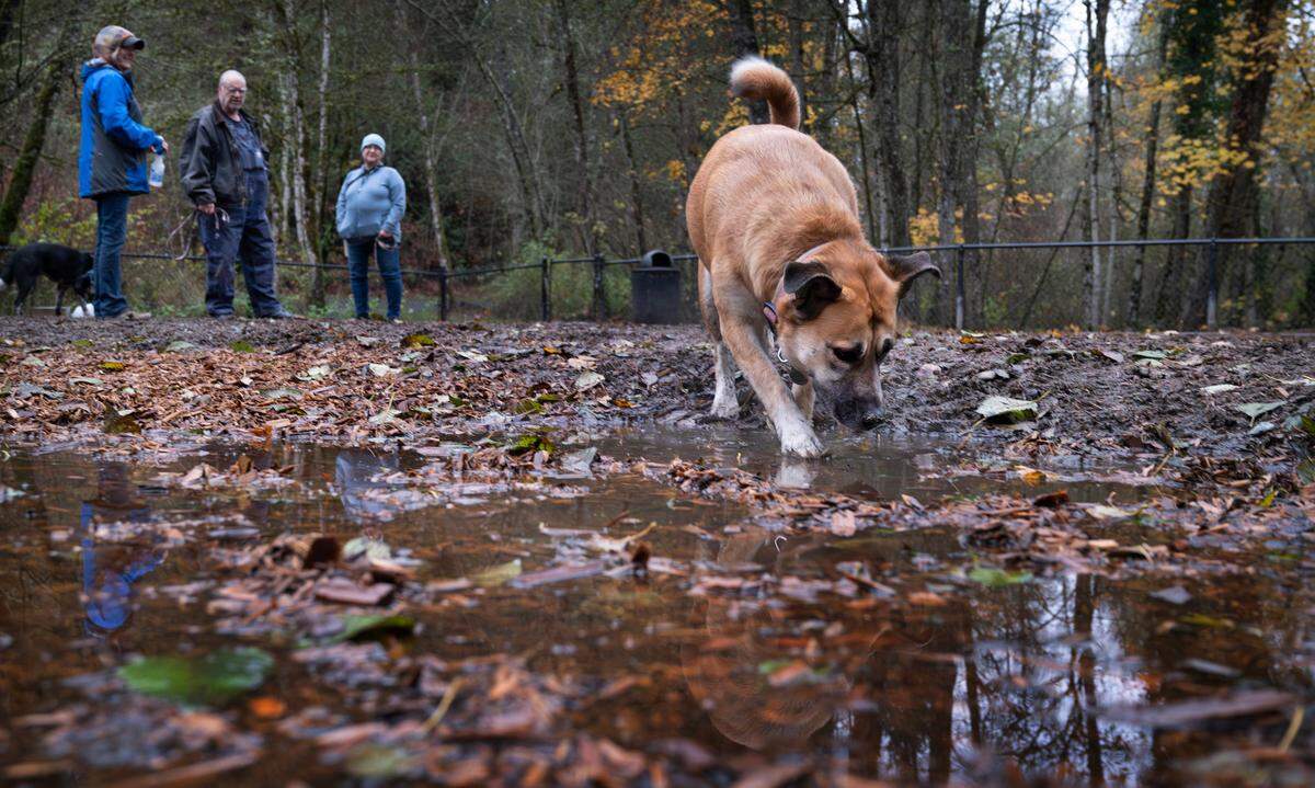 Cloe the dog sniffs around a mud puddle in the Clarks Creek Park off-leash dog area in Puyallup, Washington, on Tuesday, Nov. 19, 2024. Users are concerned that thick layers of bark mulch have created a soggy, stinky quagmire.