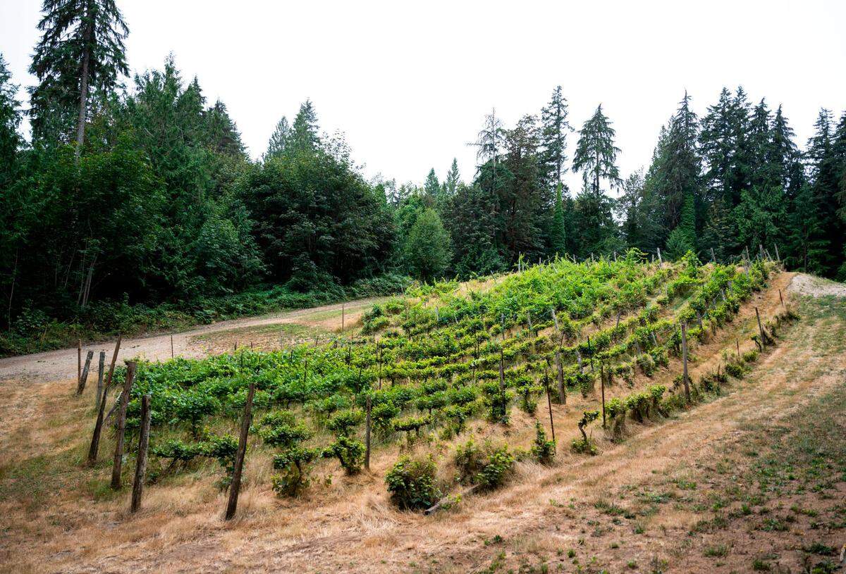 The vineyards, installed by Trillium Creek Winery, are in great need of restoration. The Hetts are still determining how to proceed with this aspect of the property.