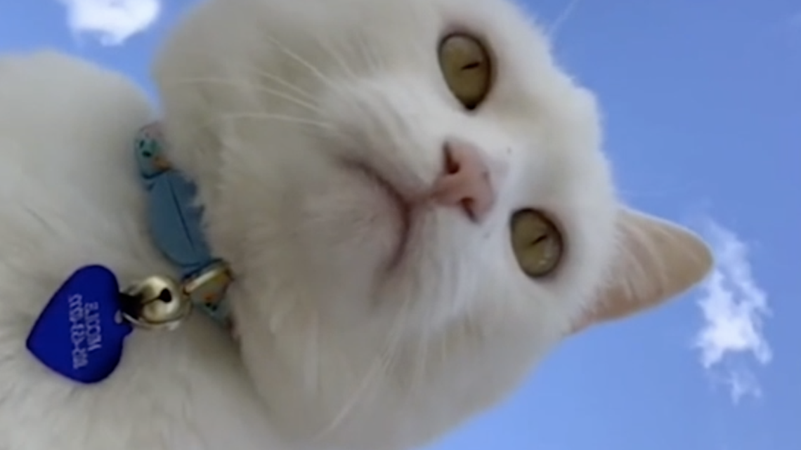 Tacoma’s cutest cats go viral on TikTok