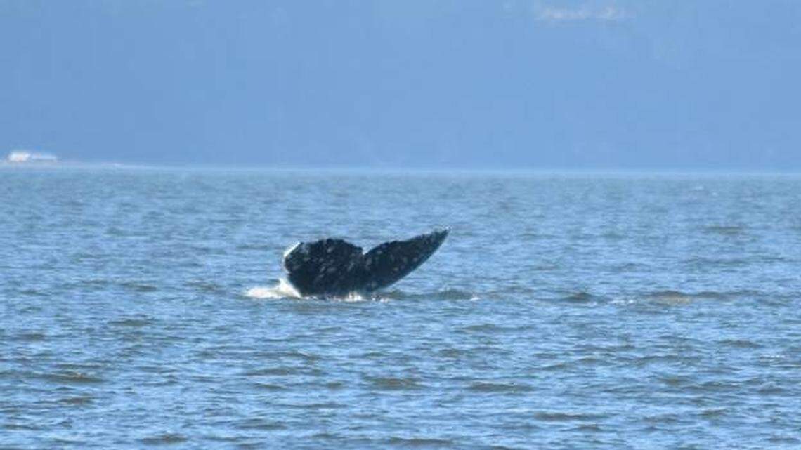This photo shows gray whale CRC531. Some whales are feeding in the north Puget Sound earlier this year, according to the Orca Network.