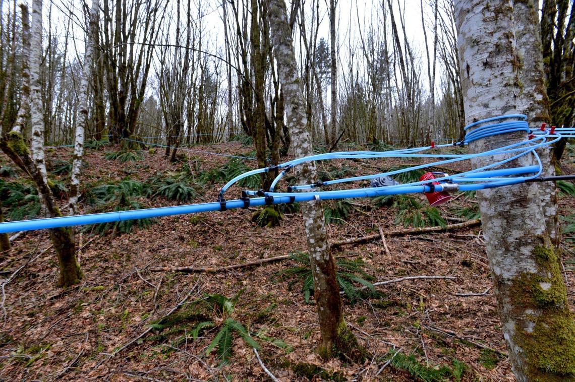 The sap collection line for the Bigleaf maple syrup harvesting at the Myers Point Environmental Field Station near the Henderson Inlet runs around a half mile in length from tree line to processing shack.
