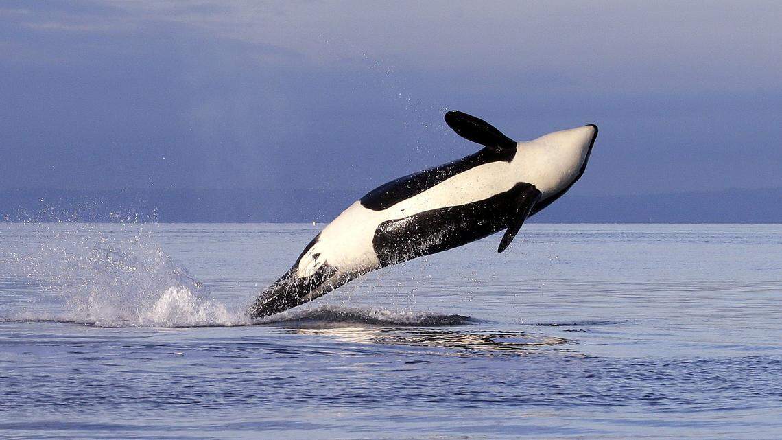 In this Jan. 18, 2014 photo, an endangered female orca leaps from the water while breaching in Puget Sound west of Seattle. The orca is from the J pod, one of three groups of Southern Resident killer whales that frequent the inland waters of Washington state. Researchers from the Center for Whale Research reported a missing and likely dead grandmother orca from the L pod on Sept. 20.