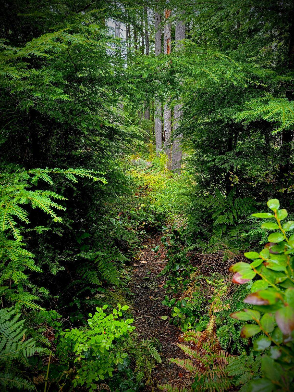 A well-worn path leads from Wynoochee Valley Road to the site where outlaw John Tornow met his end.