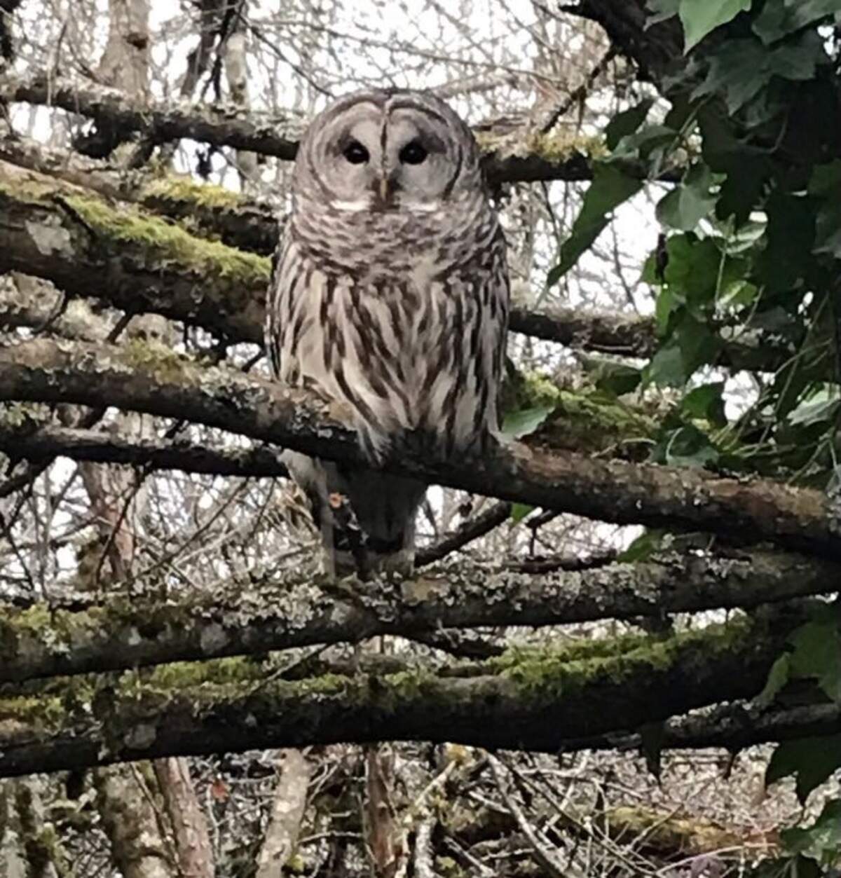 An owl gazes over the woods at The Preserve site of future townhomes in Tacoma.