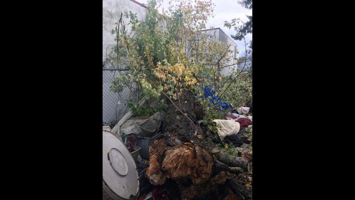 A 14-year-old boy planting trees at an Oregon park Saturday as part of a volunteer project died after a tree limb fell on him. A fallen limb also killed a man at a homeless camp, above.