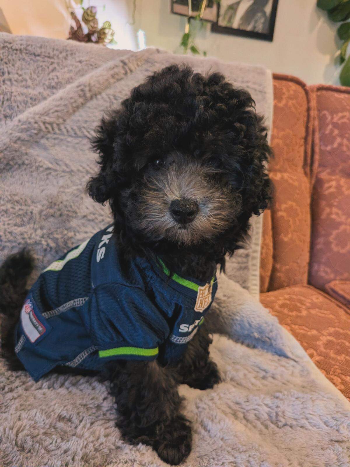 Nori Bao, a black toy poodle from Lakewood, was named among the cutest Seahawks pet fans in 2026 by The News Tribune.