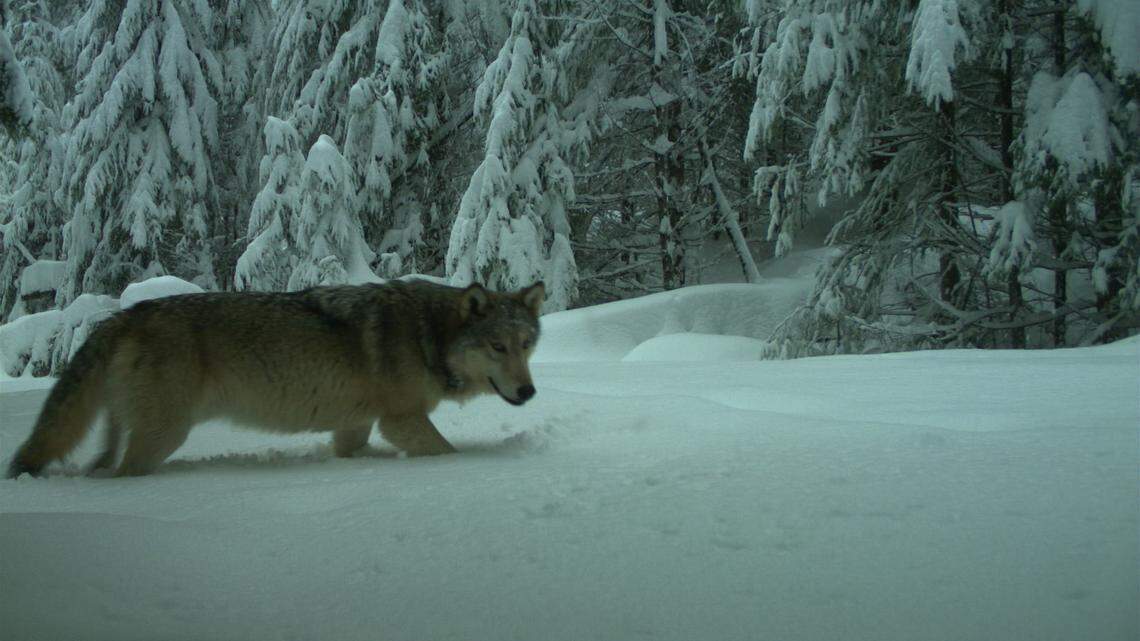 A gray wolf (not the one pictured) was struck and killed by a vehicle on June 13 in the Umpqua National Forest in Oregon, wildlife officials said.