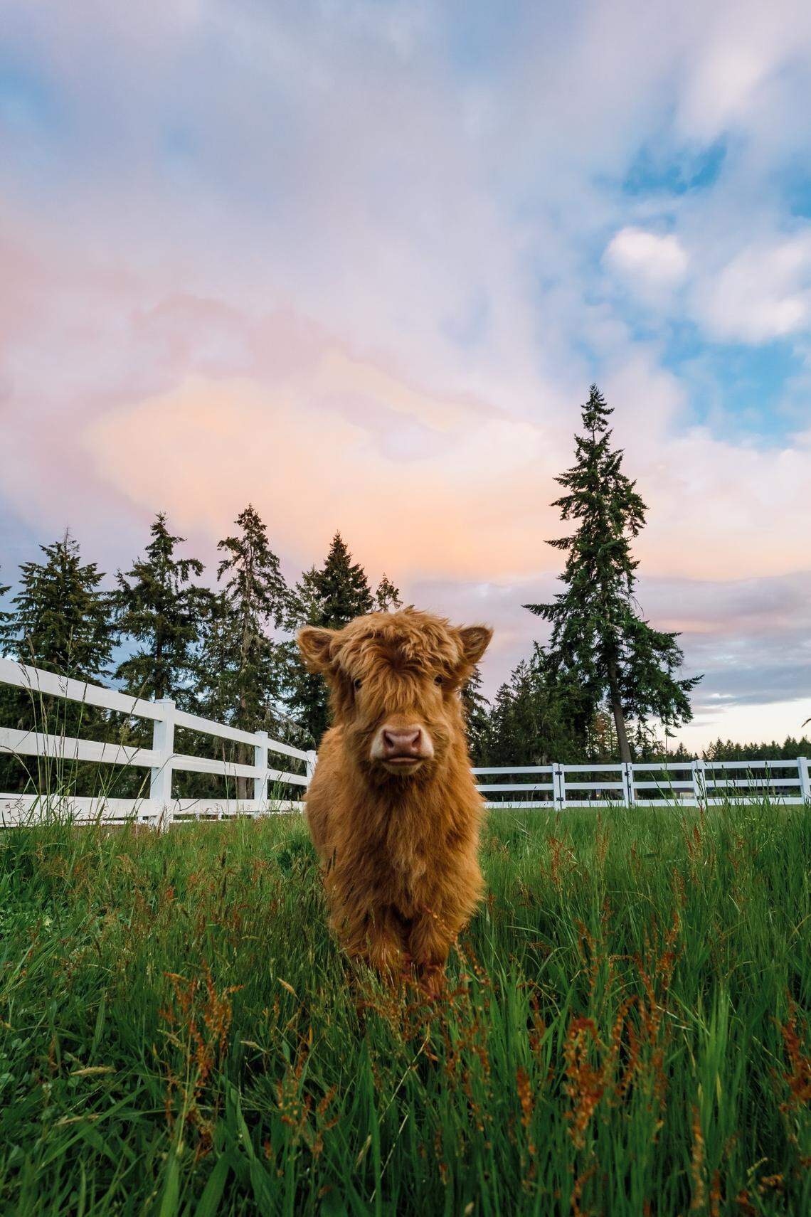 Daisy May, a mini red Highland calf, in her paddock.
