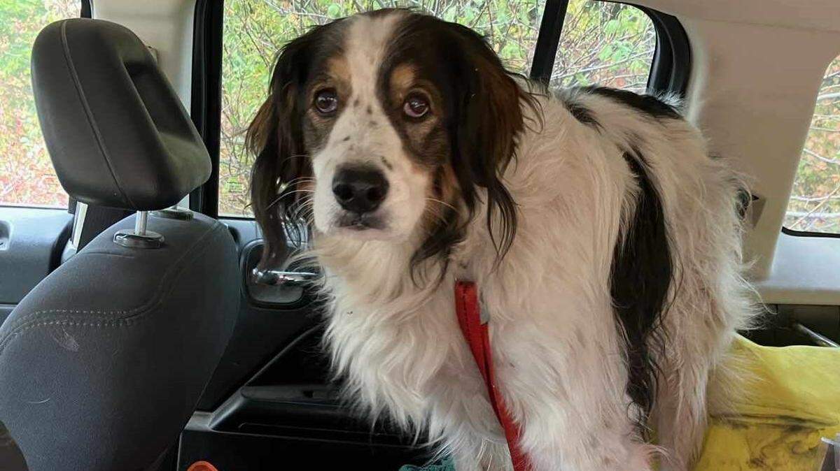 A dog helped save her 84-year-old owner who had fallen, deputies said.