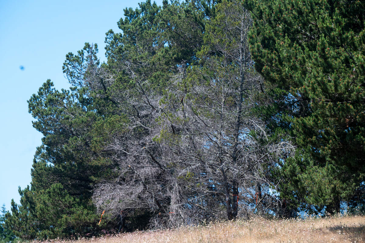 Trees are marked with color ties in the North Meadow area of the Chambers Creek Regional Park on Monday, June 2, 2025, ahead of a tree removal in the area due to an infestation of California fivespined ips, a pine bark beetle, in University Place, Wash.