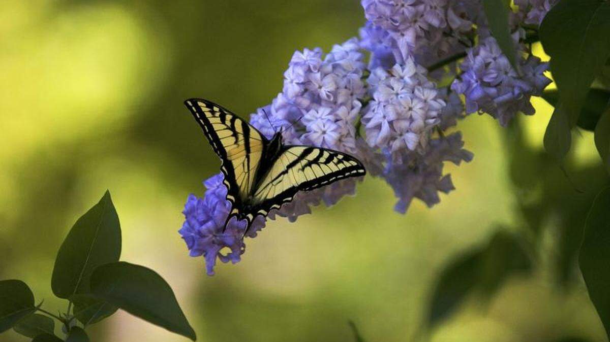 Lilac shrubs might take years to be mature enough to flower.