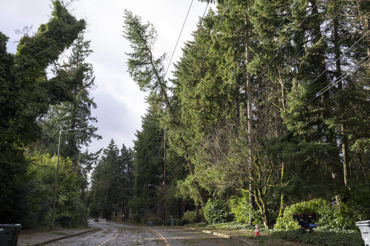 A tree leans on power lines along Gravelly Lake Drive on Wednesday, Dec. 17, 2025, in Lakewood, Wash.