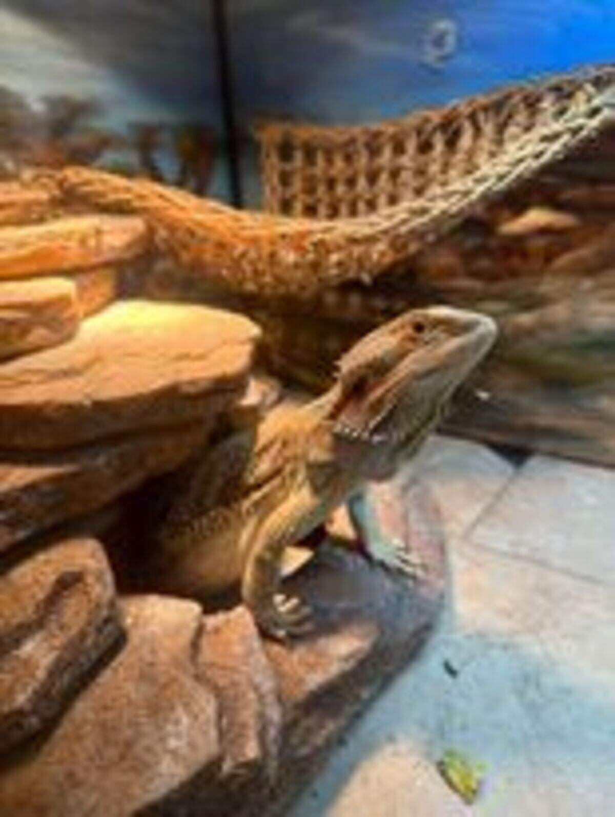 During the fire, Scooter’s glass terrarium was broken.&nbsp;