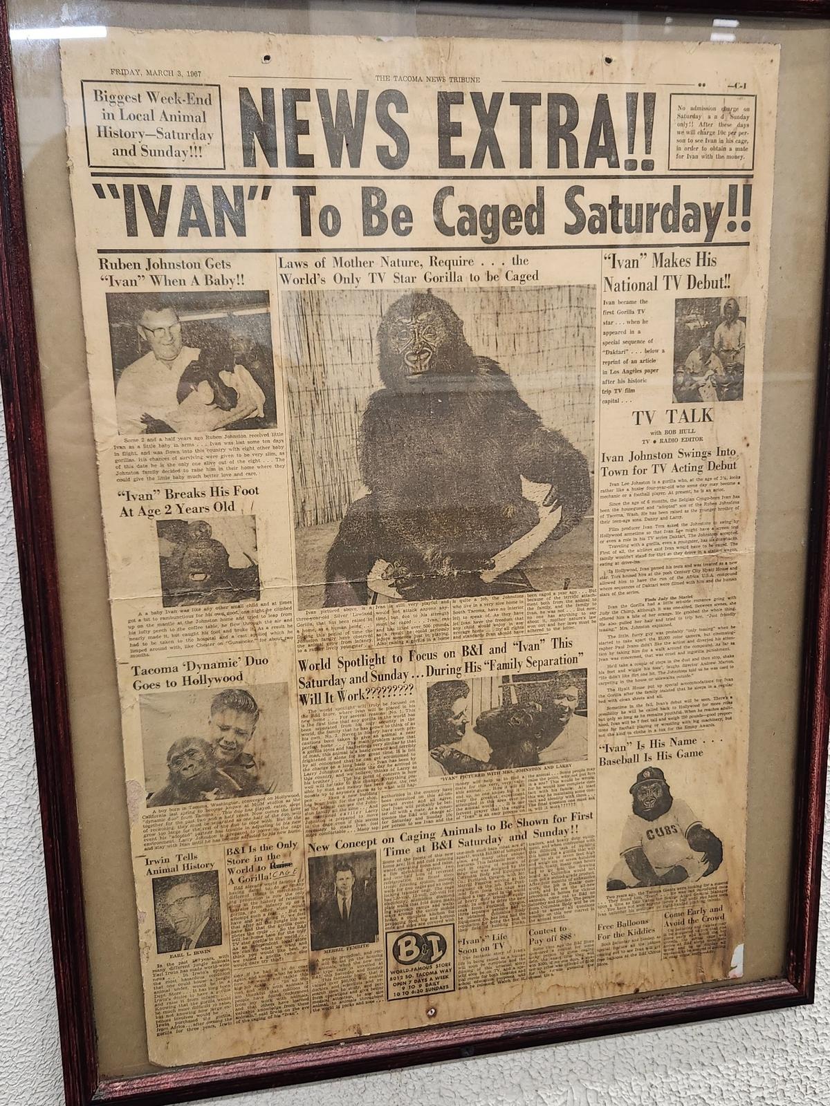 A page of The News Tribune printed on March 3, 1967, is displayed inside the B&I Public Marketplace on Friday, June 9, 2023. The paper depicts the markeplace’s longtime gorilla resident and attraction, Ivan, who lived in an enclosure inside the market from 1967 to 1994.