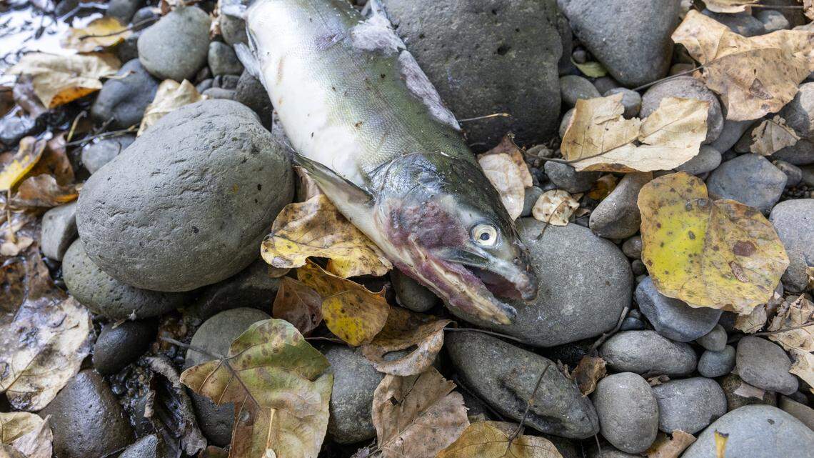 WA Fish and Wildlife sold thousands of licenses in 2025. How many were revoked?