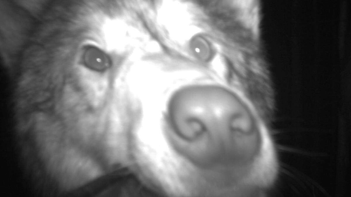 A pack of wolves ruined a trail camera in the Denali National Park and Preserve in Alaska, park officials said on Dec. 2, 2022.