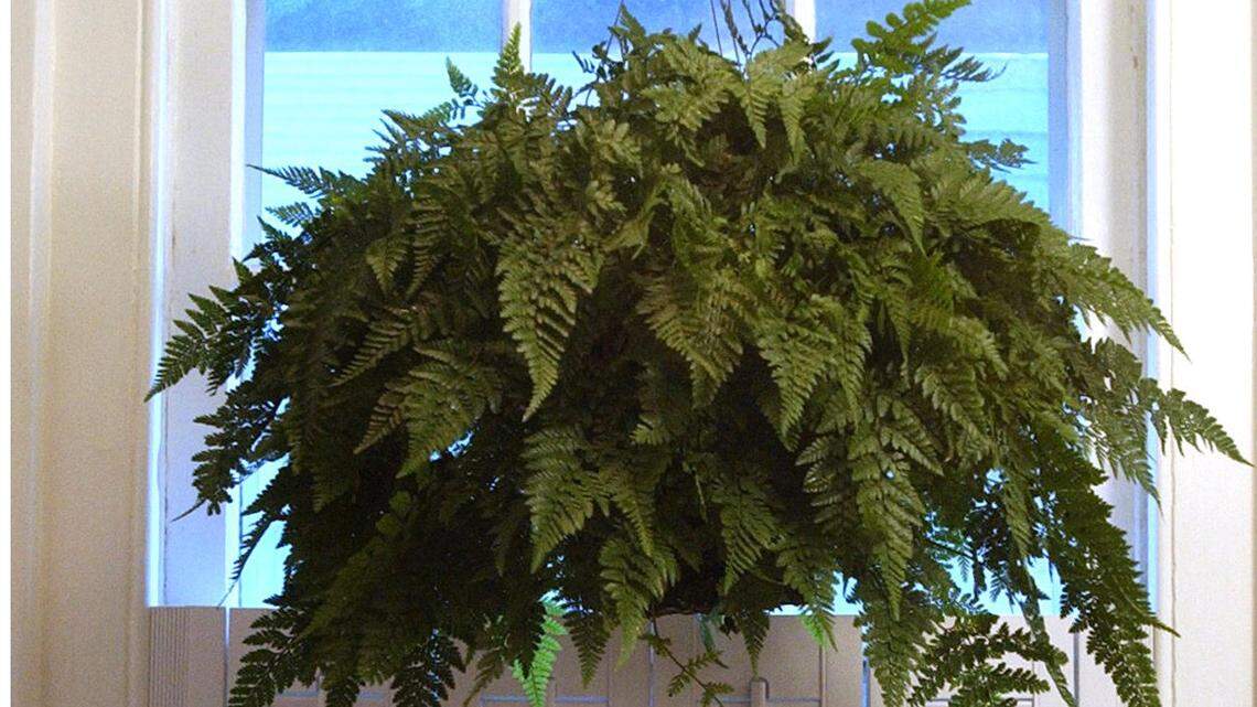 10 reasons why Western Washington gardeners can be grateful this Thanksgiving