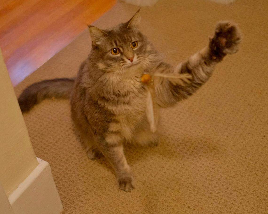 Fin is a 7-year-old long hair tabby from Tacoma who was voted the cutest cat in Pierce County.