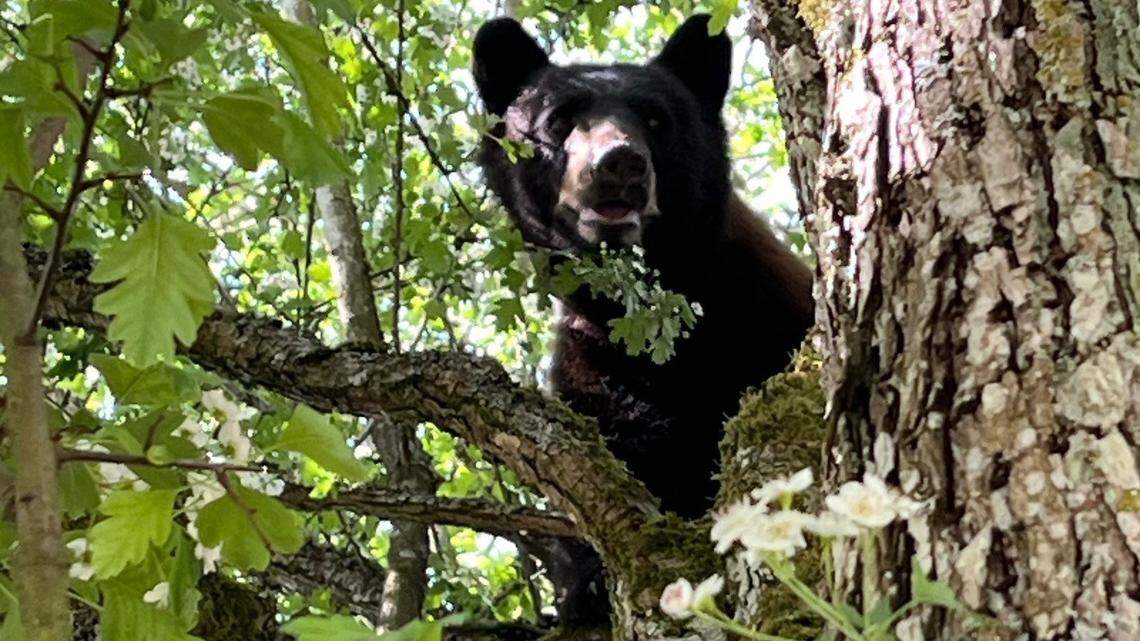 Tacoma’s wandering bear has been caught sightseeing. Here’s where he’s going