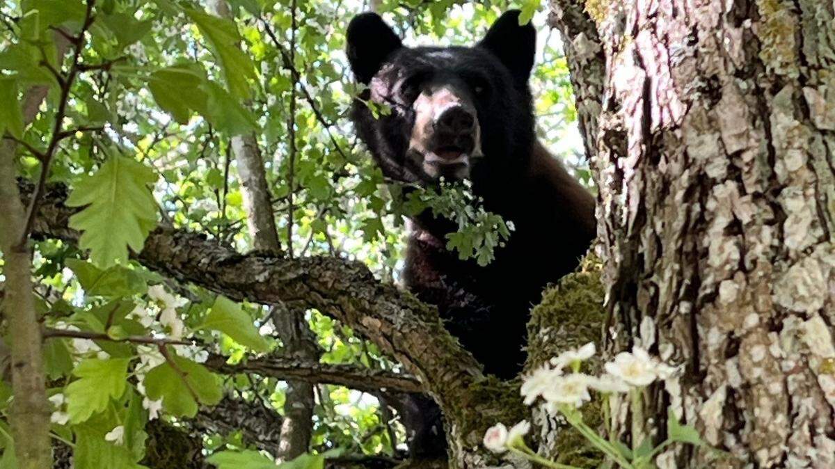 A young black bear climbed a tree in the yard of a Lakewood home Wednesday, May 15, 2024 before it was tranquilized and captured.