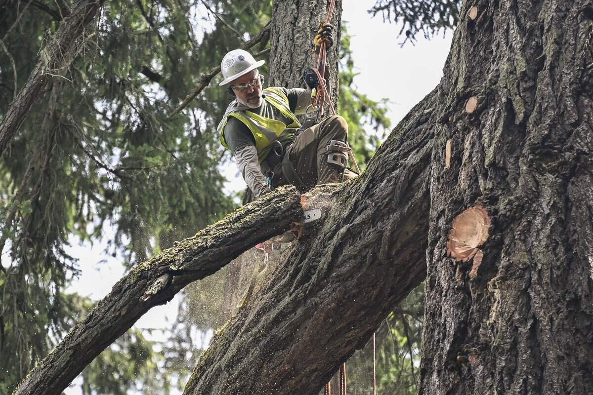 Co-owner of Ranger Tree Experts and Lakewood Live Edge Micah Glastetter saws through the limbs of a 160-foot-tall Douglas fir on Tuesday, June 23, 2026, in Lakewood, Wash.