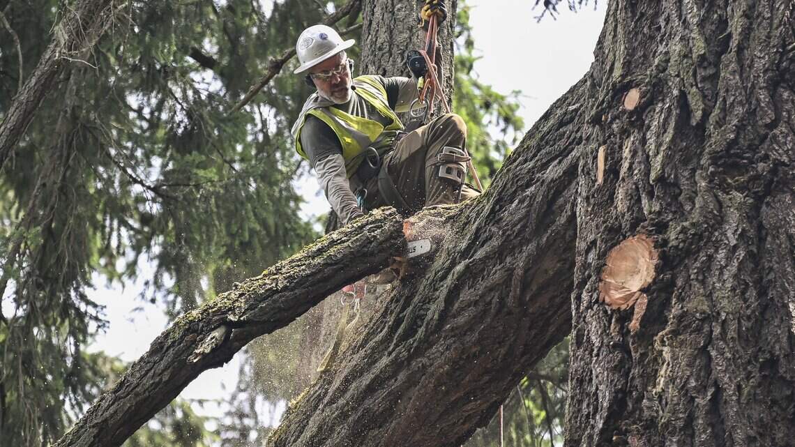 Watch: Largest tree in Lakewood comes down one branch at a time