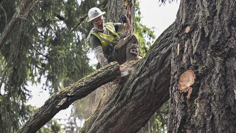 Watch: Largest tree in Lakewood comes down one branch at a time