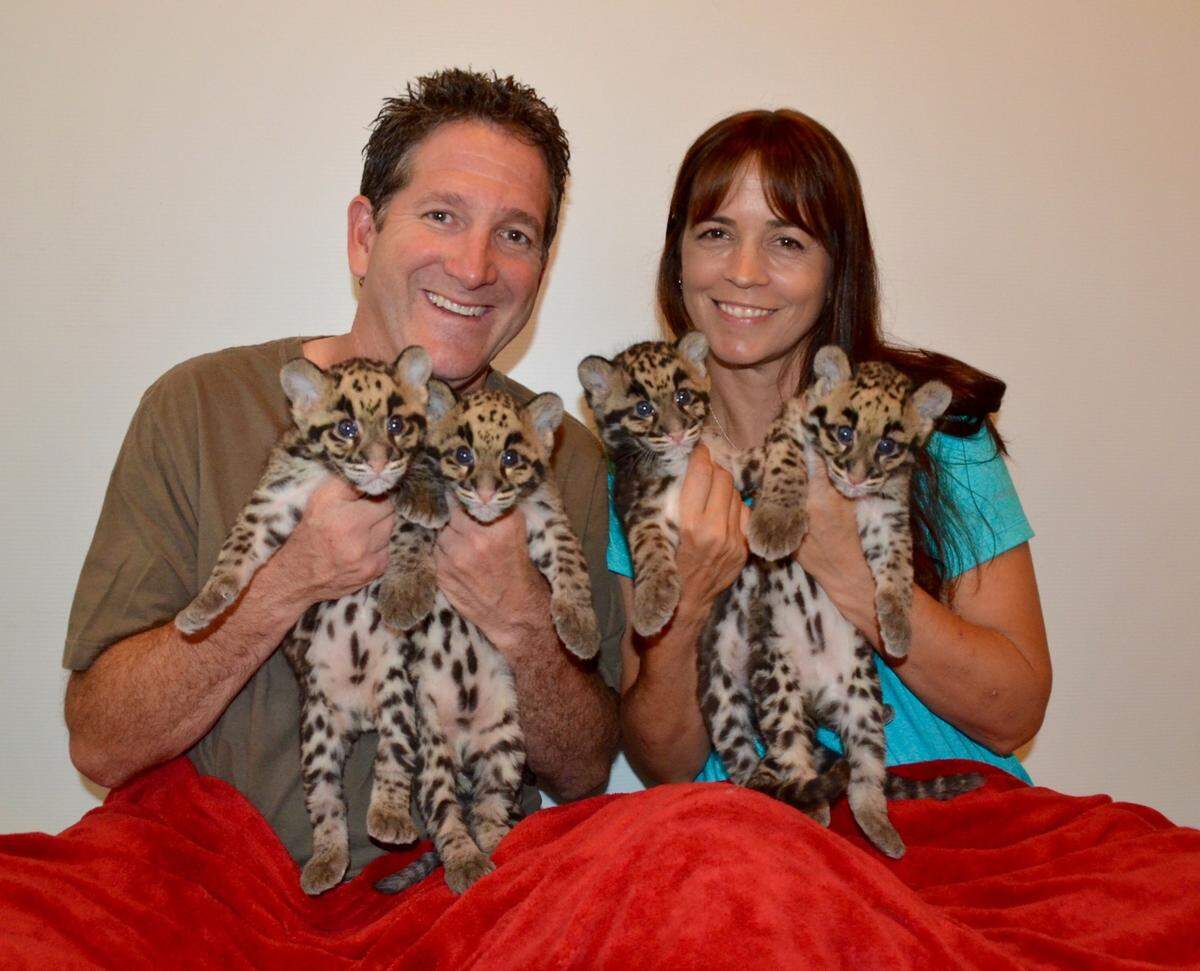 Andy Goldfarb and his wife, Maureen O’Keefe, hold up clouded leopards cubs in their care.