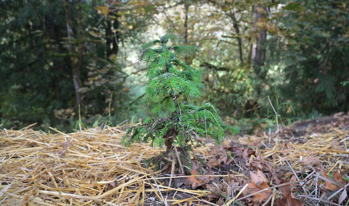 A tree grows in human compost at the Earth Funeral forest site north of Quilcene, Washington, on Thursday, Oct. 3, 2024.