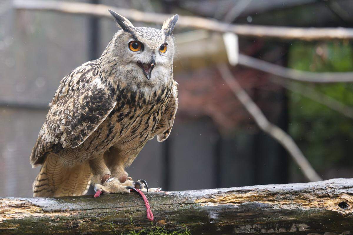 Forrest, a Eurasian eagle owl, lets out a chip after biting into a piece of mouse meat at the Point Defiance Zoo on Friday, Jan. 30, 2026, in Tacoma, Wash.