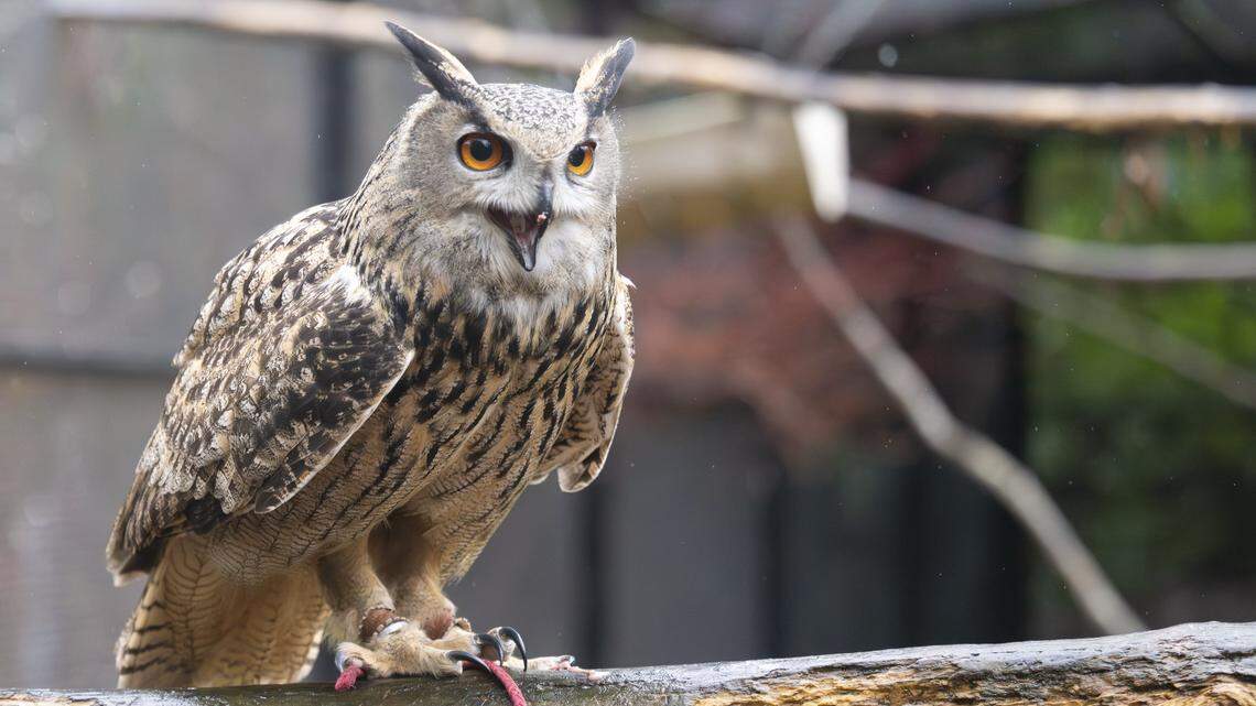 As the Super Bowl approaches, meet Tacoma’s very own ‘superb owl’