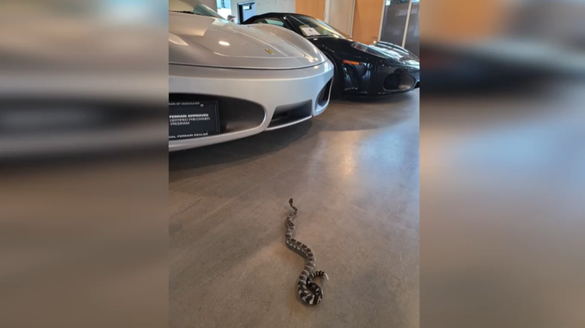 A rattlesnake crawled into a Ferrari in western Canada and managed to travel about 250 miles before being seen slithering across the floor at a dealership, according to the Wildlife Rescue Association of British Columbia.
