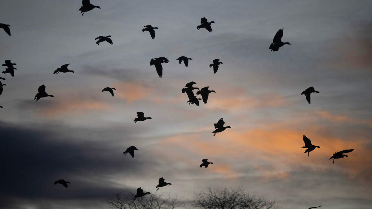 A flock of geese land in the play field at Birney Elementary School in Tacoma, Washington, on Thursday, Nov. 14, 2024.