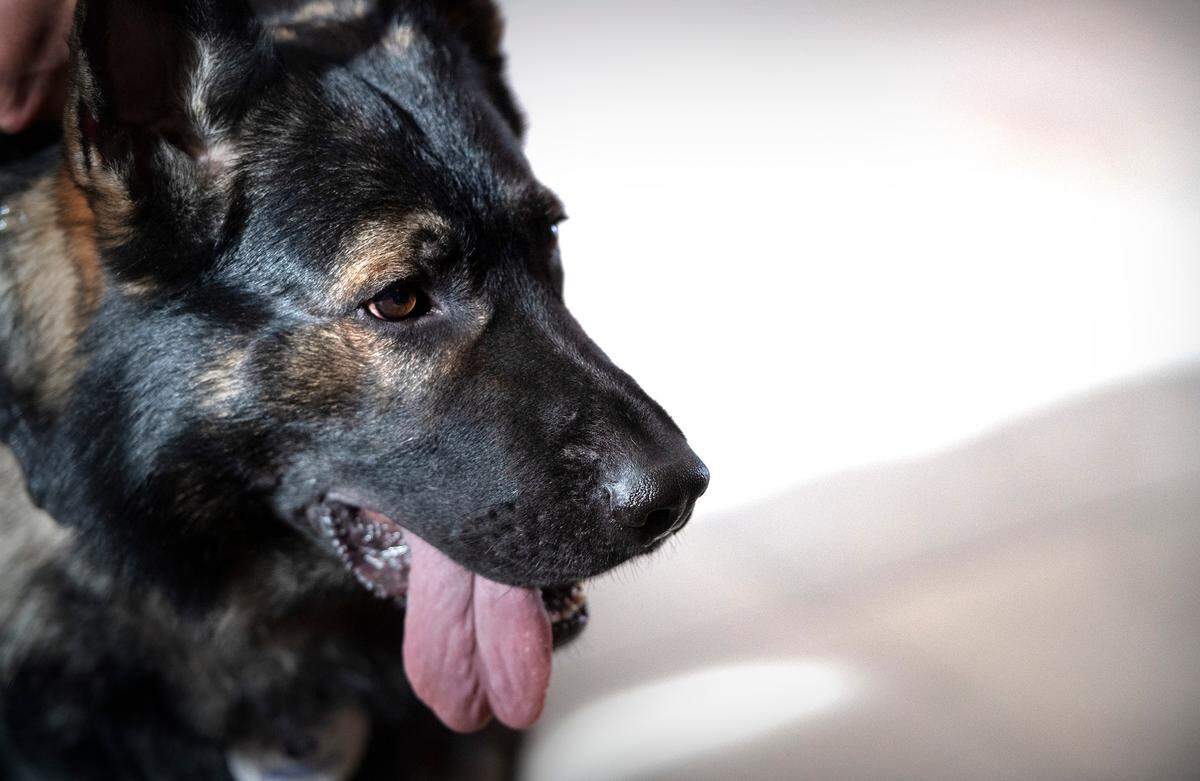 Working K9, Sam, keeps watch in the lobby at Good Samaritan Hosptial in Puyallup, Washington, on Thursday, Oct. 27, 2022. Sam and his handler were brought on to offer comfort, help deescalate issues, and identify illegal drugs being brought into the hospital.