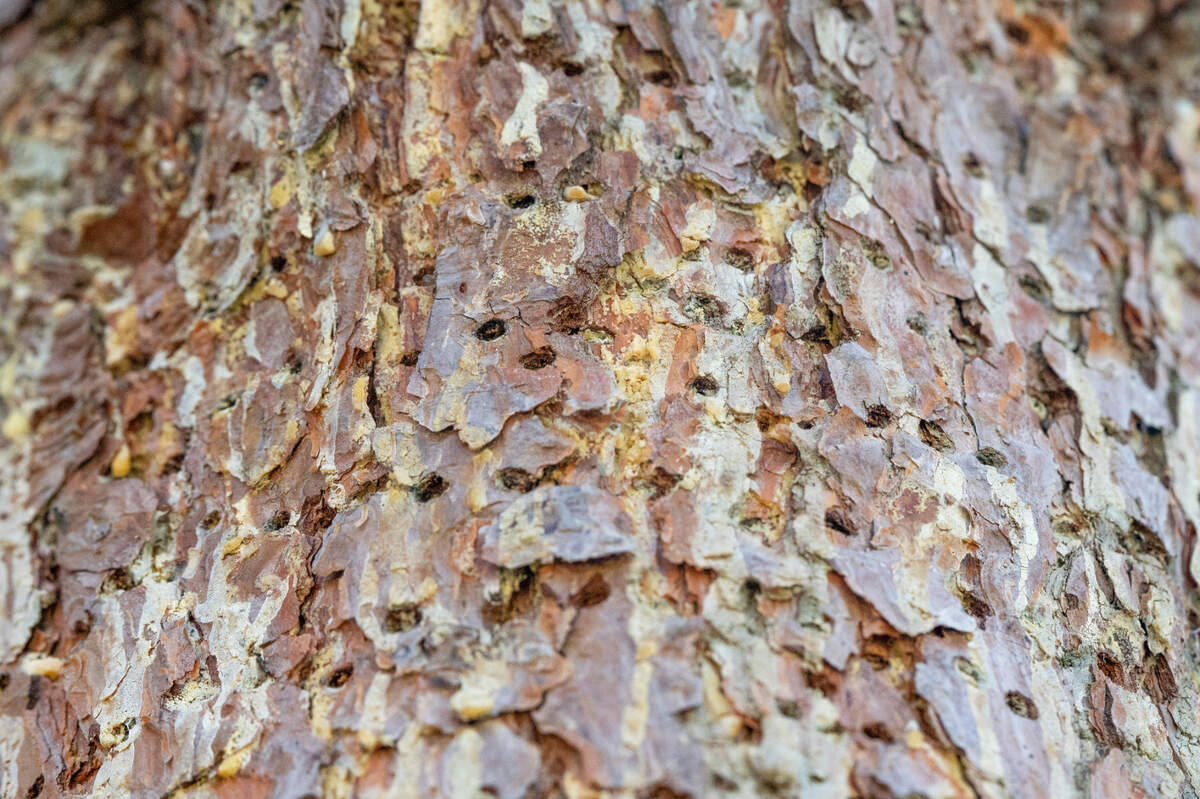 Holes from an infestation of California fivespined ips, a pine bark beetle, are visible on trees in the North Meadow area of the Chambers Creek Regional Park on Monday, June 2, 2025, in University Place, Wash. A total of 18 trees will be removed and chipped, as well as three stumps ground from the area.