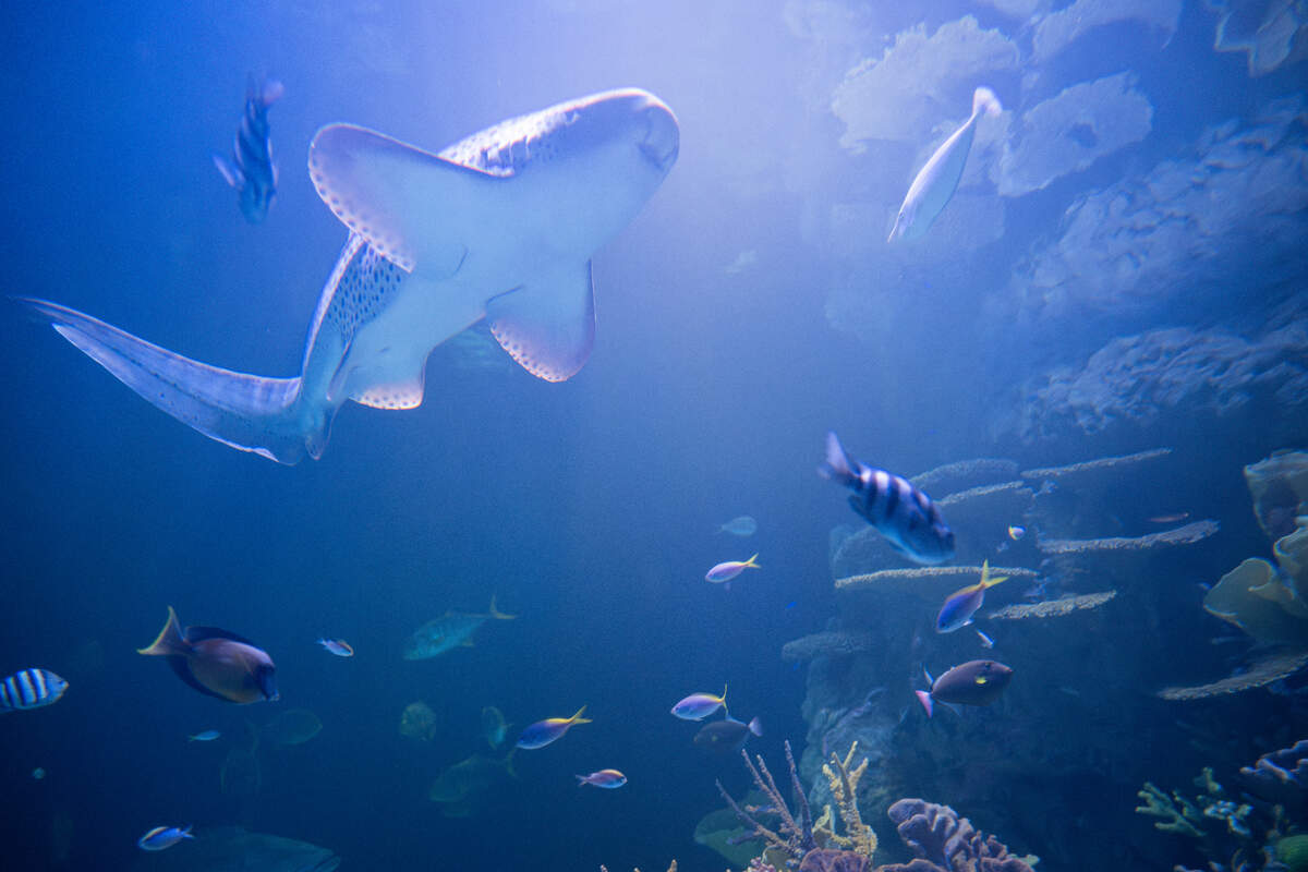 A display at the newly reopened South Pacific Aquarium in the Point Defiance Zoo & Aquarium on Monday, June 10, 2024, in Tacoma.