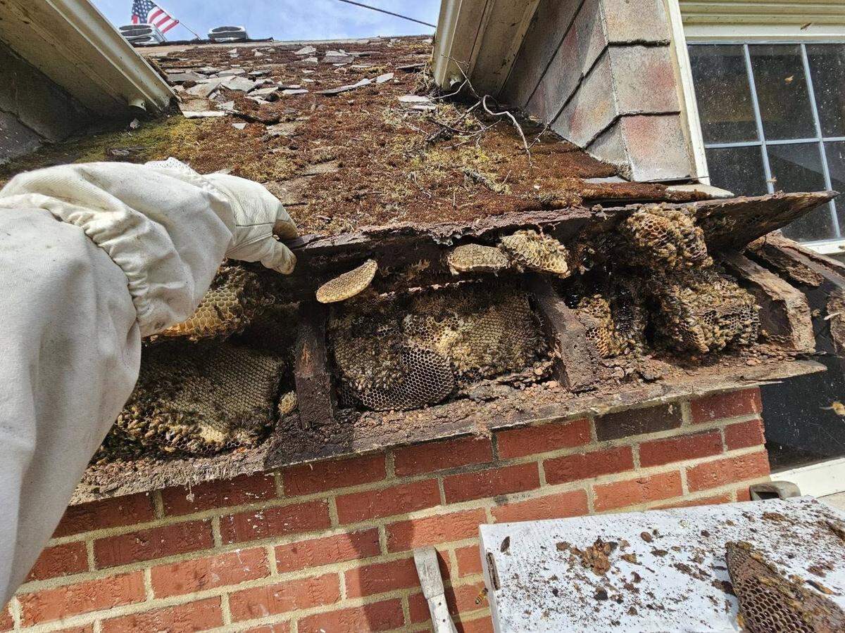 Beehives inside the walls of a 1938 home in downtown Puyallup.