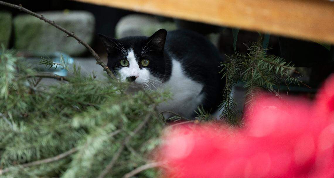 A cat peaks out from behind plants at W.W. Seymour Conservatory, on Thursday, Jan. 2, 2025, in Tacoma.