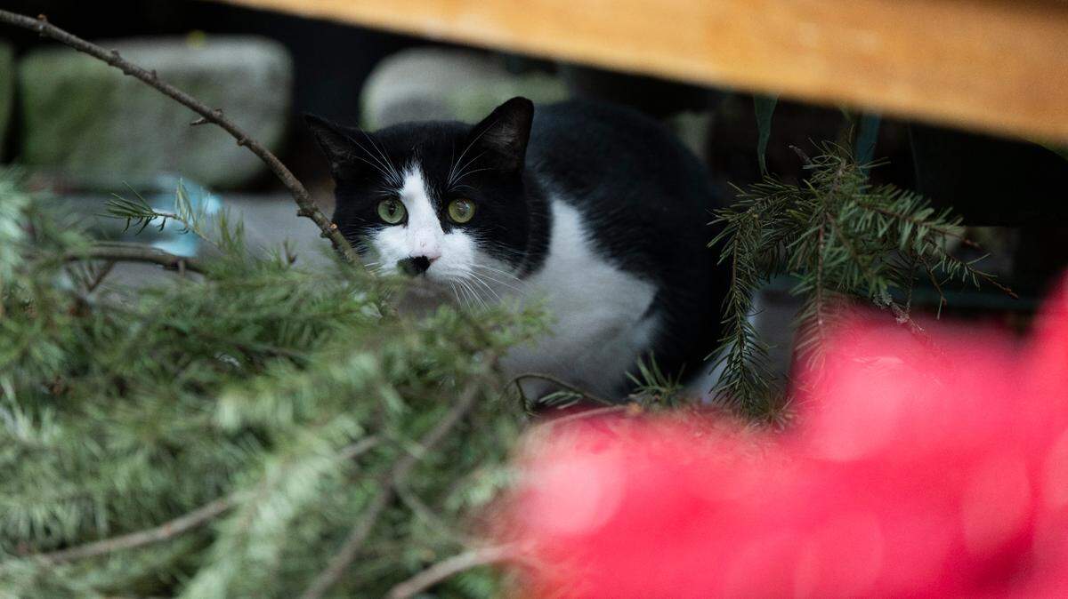 A cat peaks out from behind plants.