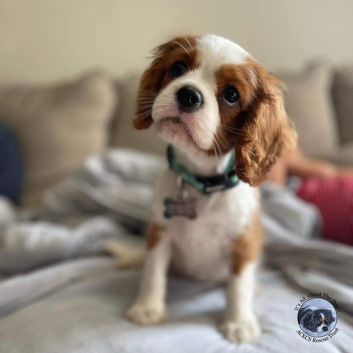 The Trust announced on Instagram that Noah, one of the pups rescued from a Pierce County home in July, found his “forever home” with a new family Sept. 8, 2024.