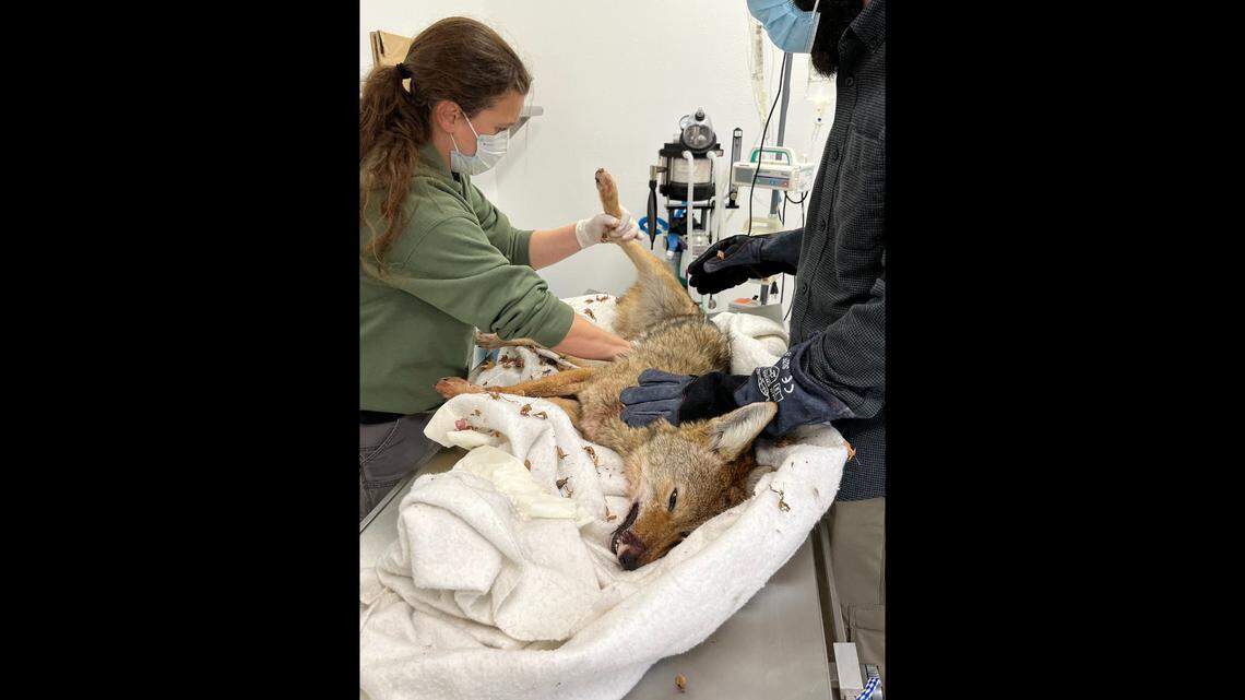 A coyote crashed through a glass window in a hospital in Port Townsend, Washington, on Feb. 7, 2023. It accidentally wandered into the building.