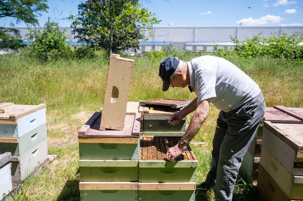 With a giant Amazon warehouse behind him, Harvard Robbins, owner of Robbins Honey Farm, checks on his bees on Thursday, June 23, 2022, in Lakewood, Wash. Robbins has lived in the area for decades and said he doesn’t mind having the warehouses as his neighbors.