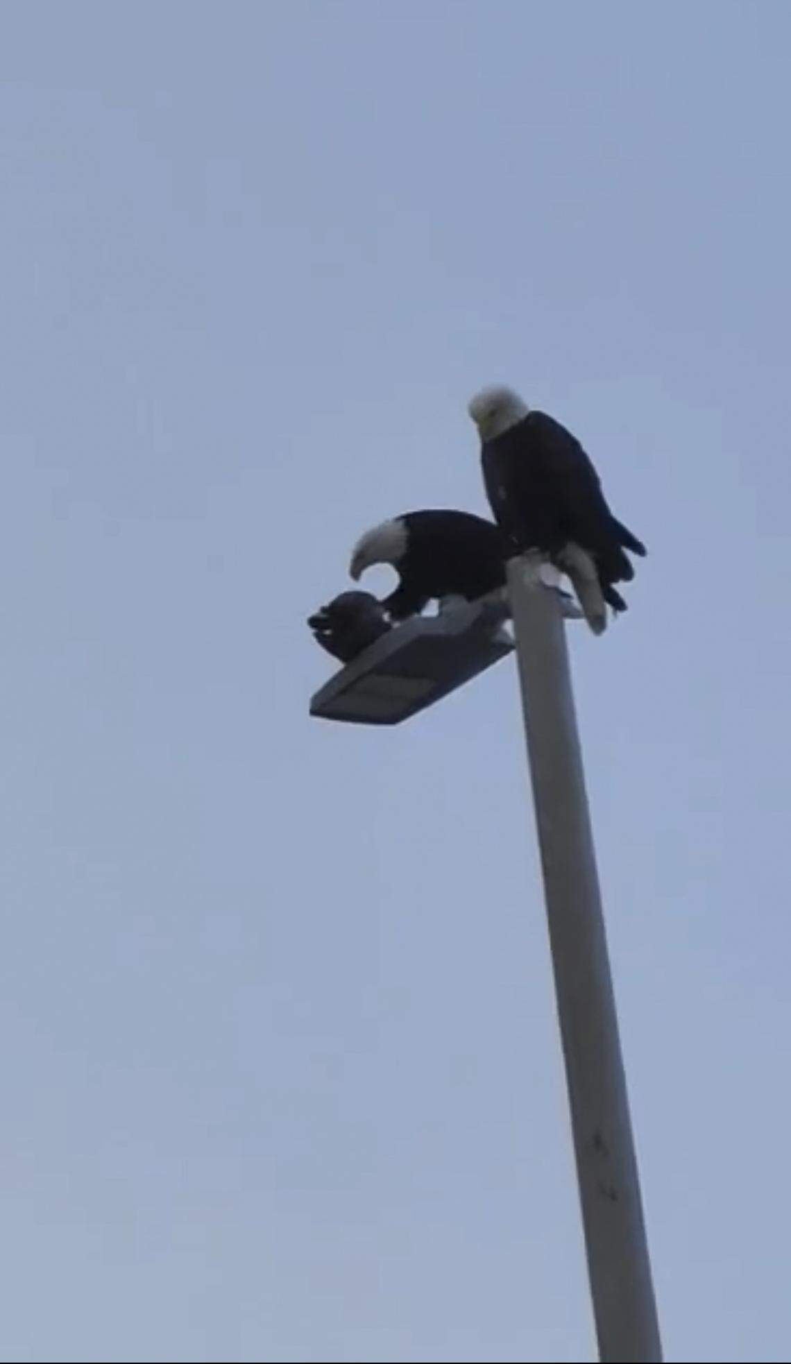 Two bald eagles and a Canada goose are perched on a lamppost Dec. 15 near Wanapum Dam along the Columbia River. After 30 minutes of viewing the eagle on security footage, employees at Grant Public Utility District drove to the lamppost to catch a glimpse of the birds in person.