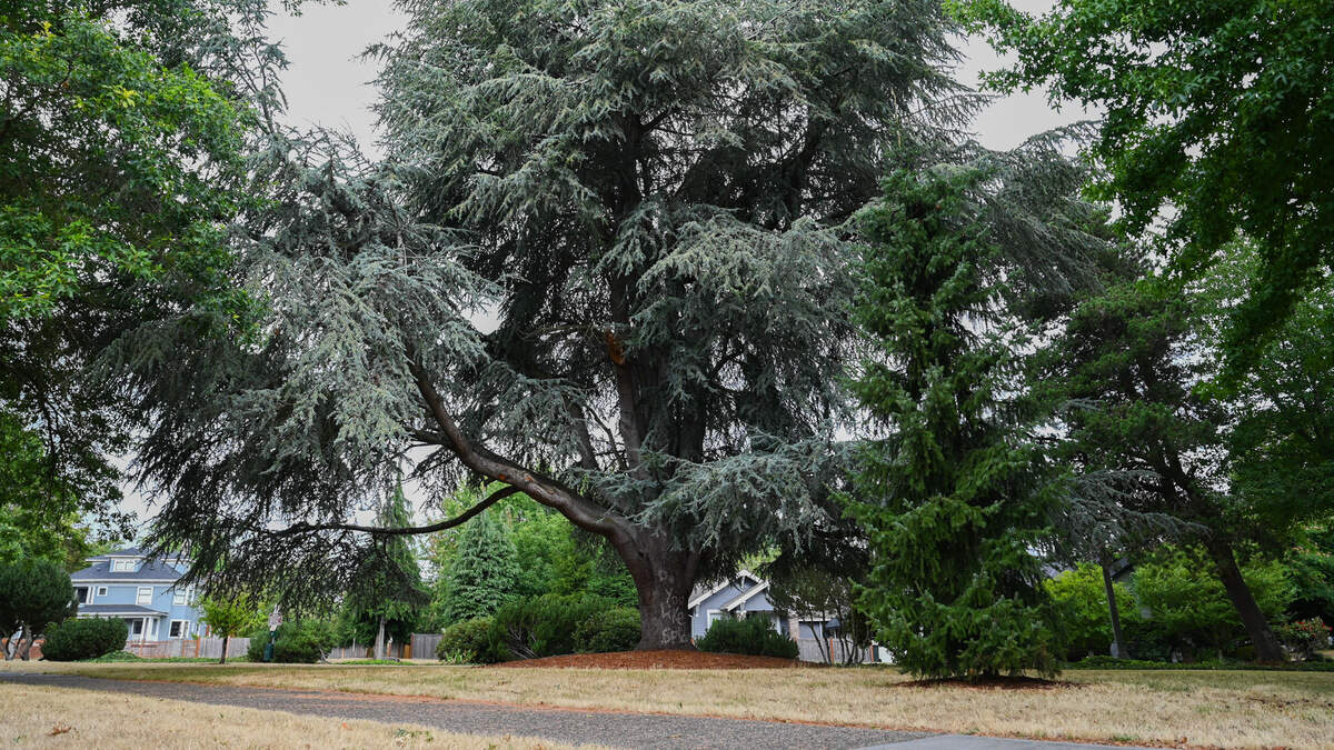 The city of Tacoma voted to name a park after Dr. Joye Hardiman, a prominent local educator, on Tuesday, Aug. 13, 2024.