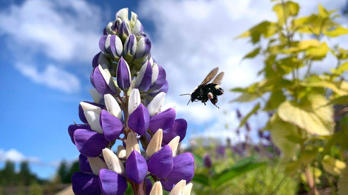 The Fayette County Conservation District can help you attract pollinators to your yard, among other sustainability projects.