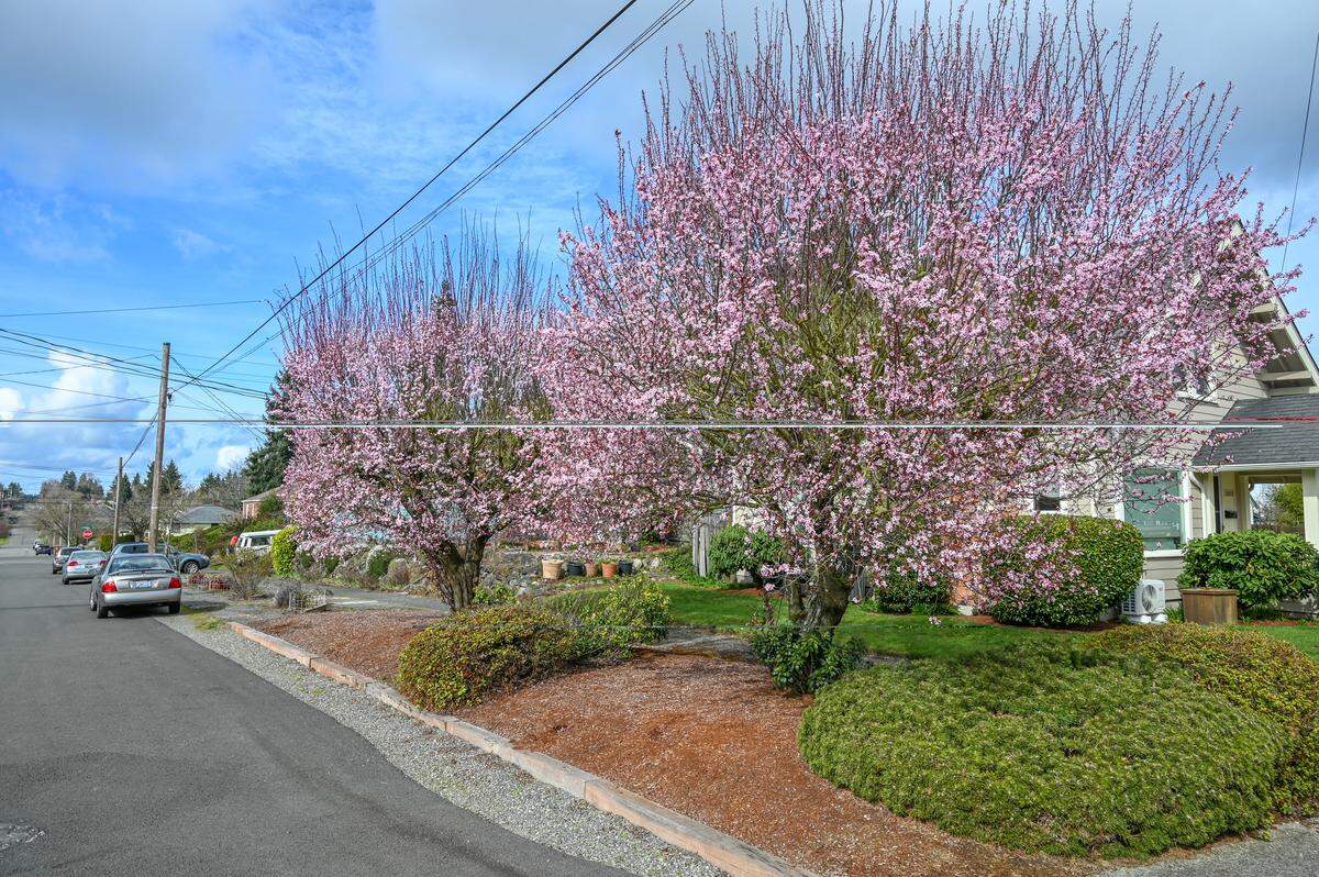 Plum trees blooming near the University of Puget Sound.