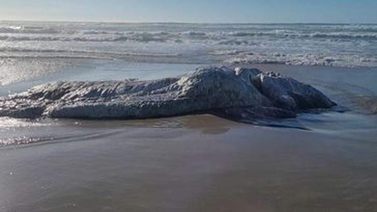 Merica Lynn and her boyfriend, Adoni Tegner, discovered a strange creature washed up on the beach in Florence, Oregon.