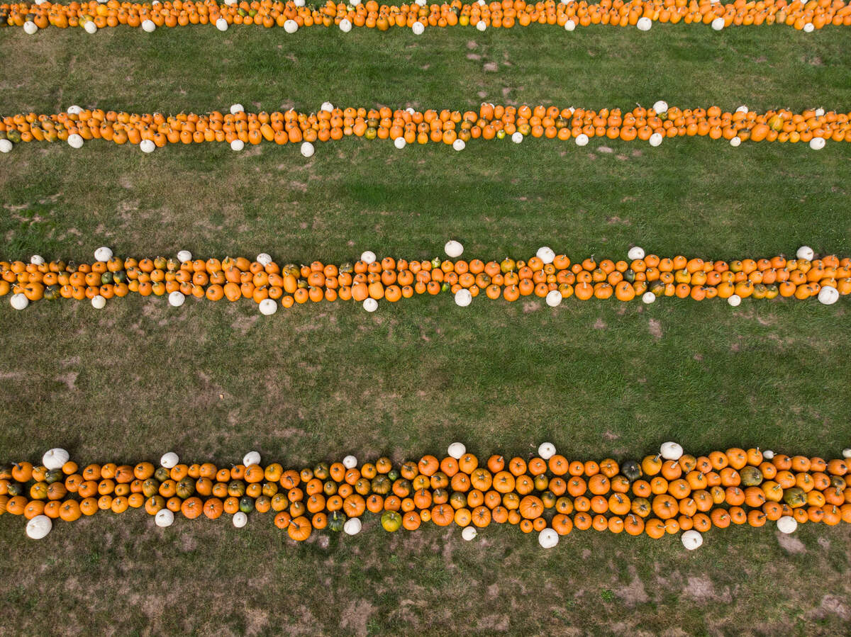 Pumpkins of varying sizes and colors await guests at Double R Farms, on Thursday, Sept. 26, 2024, in Puyallup.
